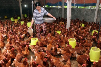 Lo ngại gà Trung Quốc 'oanh tạc', gà nội giảm giá sâu