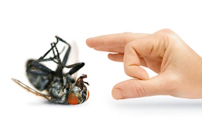 Mẹo giúp các bà nội trợ loại bỏ nỗi sợ loài ruồi mùa ẩm ướt