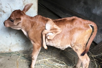 Chuyện lạ có thật: ‘Cơm đùm cơm nắm’ đi xem bê 7 chân ở Nghệ An