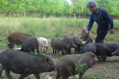 Những ý tưởng kinh doanh thu lãi cao tại nông thôn 