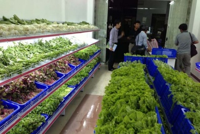Sự thật kinh hoàng về ‘rau sạch’ trong siêu thị