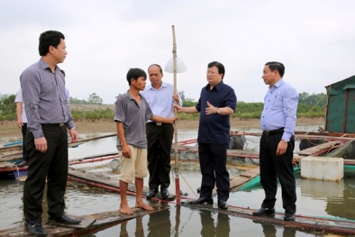 Cá chết hàng loạt, Phó Thủ tướng thẳng thắn phê bình nhiều cơ quan chức năng