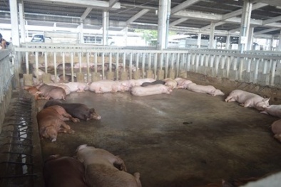 Liên tiếp phát hiện các cơ sở cho heo ăn chất cấm Salbutamol