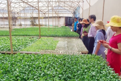Quảng Bình phát triển rau sạch, rau an toàn theo hướng VietGAP