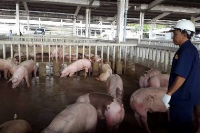 TP.HCM 'tuyên chiến' với 13Win OKVIP Cá cược bóng đá bẩn bằng nhiều chương trình hành động