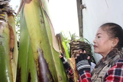 Vụ ‘cây chuối báo mộng’ ở Trà Vinh: Chủ nhà đã đồng ý dẹp bàn thờ