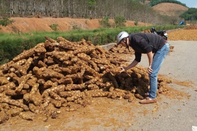 Bán tháo cây thuốc quý cho Trung Quốc