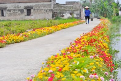 Mê mẩn ngắm những con đường hoa mười giờ ở Nam Định 