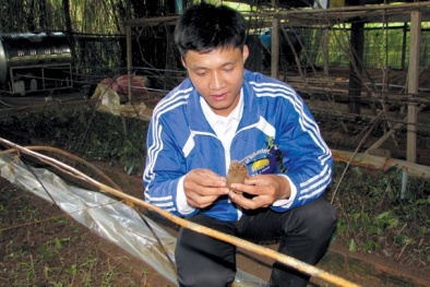 Chàng trai trẻ 8X làm giàu từ sâm ba kích