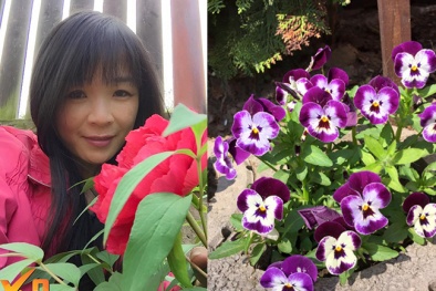 Độc, lạ loài hoa pansy như cánh bướm trong vườn nhà mẹ Việt ở Séc