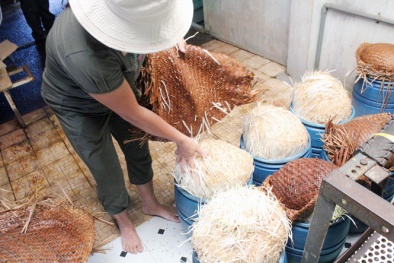 Tận mục màn tiêm ống hóa chất Trung Quốc vào giá đỗ, 48h sau cho ra lò 12kg