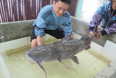 Đại gia Hà Nội và những bữa tiệc 'thủy quái' sông Đà lên đến cả tỷ đồng