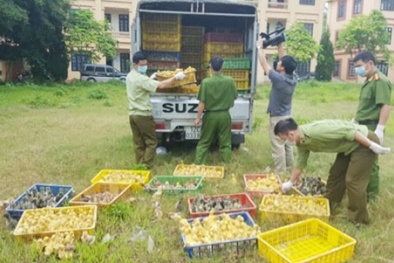 Chặn đứng lô hàng gia cầm Trung Quốc 'khủng' đang tuồn vào nội địa