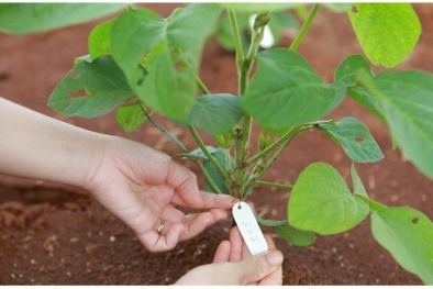Tăng năng suất chất lượng Đăng ký và nhận 60K 24 bao lì xì miễn phí mỗi ngày với cuộc 'cách mạng' về giống
