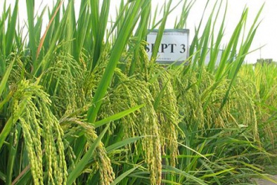 Tăng chất lượng Đăng ký và nhận 60K 24 bao lì xì miễn phí mỗi ngày bằng công nghệ chiếu xạ chọn tạo giống