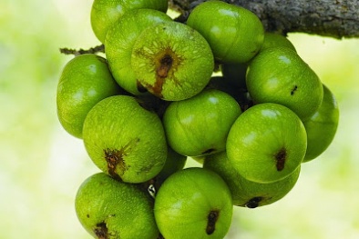 Bài thuốc hiệu nghiệm trị những viên sỏi thận 'cứng đầu' từ quả sung