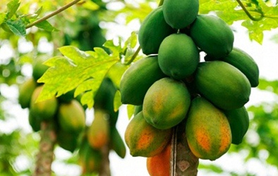 'Tuyệt chiêu' thoát khỏi cơn đau sỏi thận bằng đu đủ xanh