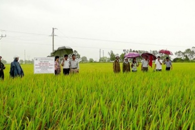 BoT1, giống lúa năng suất cao, gạo ngon, cơm dẻo