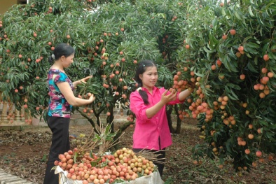 Vải thiều vẫn quá phụ thuộc Trung Quốc