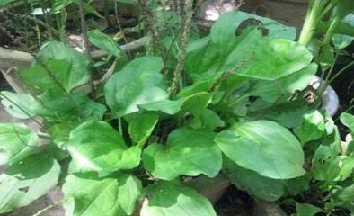 Cây mã đề - 'thần dược' chữa căn bệnh hàng nghìn người mắc phải