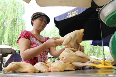 Dùng chất tăng trọng ‘mông má’ cho gà