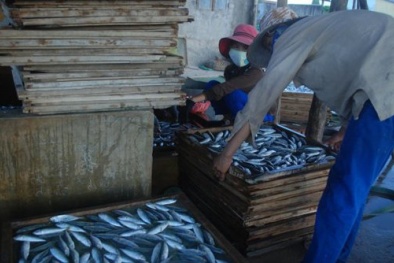 Công bố hoá chất Phenol trong cá nục ở Quảng Trị: Liệu có quá vội vàng?