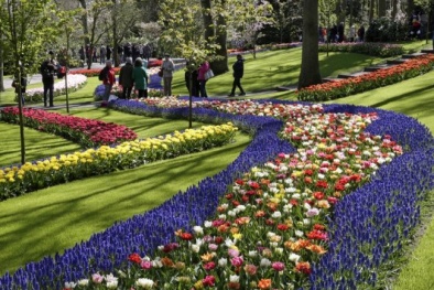 Lạc lối ở Hà Lan trên cánh đồng hoa Keukenhof