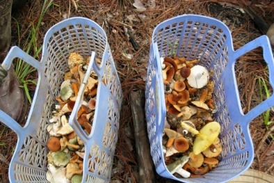 Nấm gan bò gần triệu đồng/kg, đại gia Hà Thành tranh nhau ăn