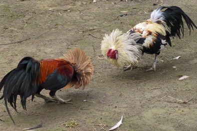 Hỗn chiến vì mâu thuẫn độ đá gà, một người chết