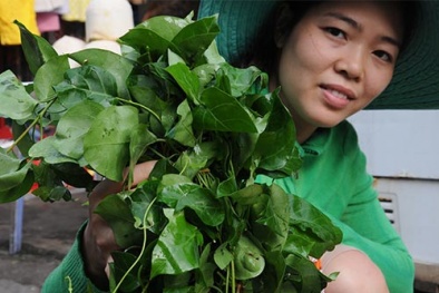 Học cách chữa sỏi thận bằng lá giang 'đúng chuẩn' người xưa