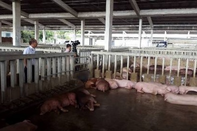 Phát hiện thêm nhiều lô heo dùng chất cấm, thủy sản dư chất kháng sinh 