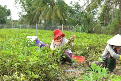 Bình Định ứng dụng công nghệ đối phó hạn mặn giúp tăng năng suất