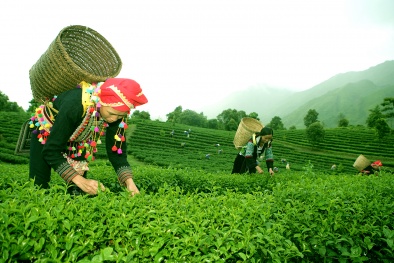 Lai Châu nâng cao năng suất chè theo tiêu chuẩn VietGAP 