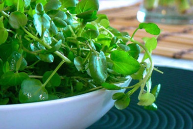 Học cách làm bài thuốc chữa sỏi thận từ rau cải xoong
