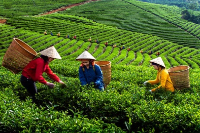 Bộ NN&PTNT thanh tra công ty VinaCert 'vì chào bán chứng nhận VietGap'