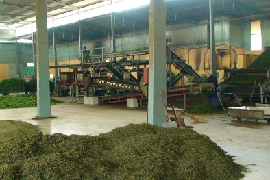 Yên Bái: Nâng cao năng suất và chất lượng chế biến chè