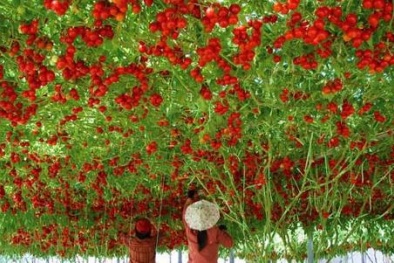 Cận cảnh giàn cà chua chục nghìn quả đỏ rực rỡ