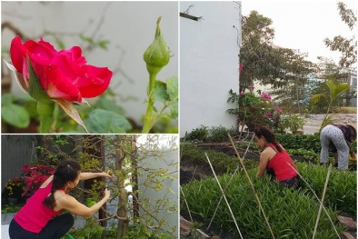 Cận cảnh những vườn rau xanh giản dị trong biệt thự đắt tiền của sao Việt