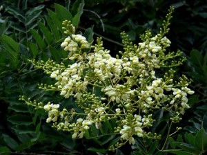 Đánh tan cơn đau viêm khớp chỉ bằng vỏ quýt