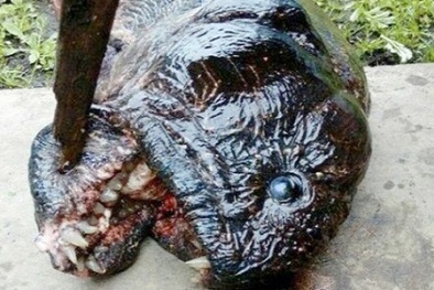 Bắt được 'thủy quái' mình lươn đầu giống cá Piranha ăn thịt người