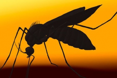 Một ca nhiễm Zika làm đau đầu giới khoa học