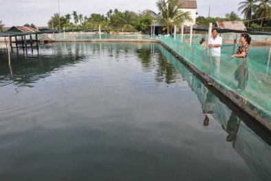 Kiếm tiền tỷ mỗi năm từ nuôi cá lóc