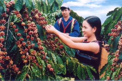 Mách bà con nông dân kỹ thuật trồng cây cà phê đạt năng suất cao nhất