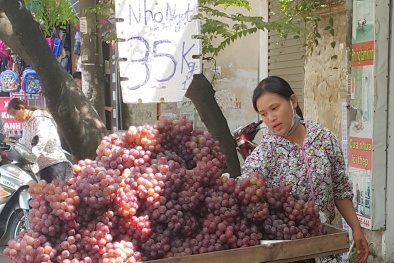 Thật giả trái nho Trung Quốc gắn mác Ninh Thuận