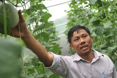 Khởi nghiệp từ trồng dưa lưới công nghệ cao
