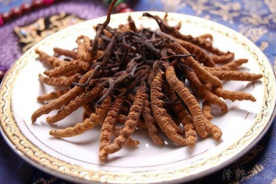 Đông trùng hạ thảo 1,6 tỷ đồng/kg: Đại gia uống thay trà hàng ngày