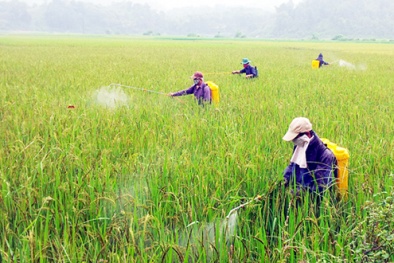 Đưa dòng điện vào thuốc trừ sâu giúp chất lỏng bám vào cây