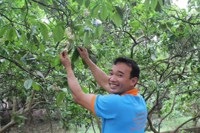 Làm giàu nhờ trồng cây hiếm: Nông dân 2 bàn tay trắng thu tiền tỷ nhờ bưởi Quế Dương