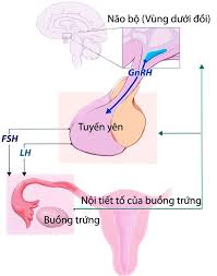Phụ nữ suy giảm nội tiết tố: Xin đừng xem thường! 