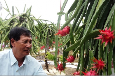 Trồng thanh long trên đất nhiễm phèn làm giàu gấp 7 lần trồng lúa